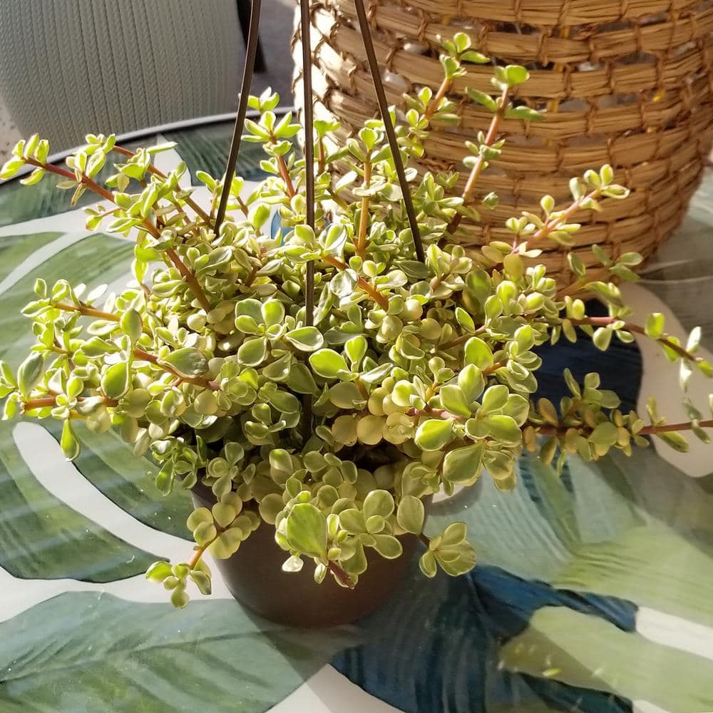 Rainbow Elephant Bush 8" Variegated Portulacaria Afra in Plastic Pot