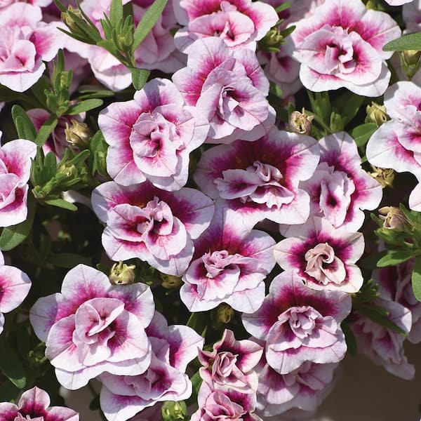 Vigoro 2 QT Calibrachoa Million Bells 'MiniFamous Uno Double Pinktastic' Pink Annual Plant