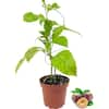 Wekiva Foliage Passion Fruit Plant-Live Plant in a 4 in. Growers Pot- Purple Granadilla - Edible Fruit Bearing Vine Patio and Garden PassFruit4x1