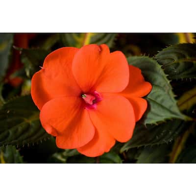2 Gal. SunPatiens Orange Impatien Outdoor Annual Plant with Orange Flowers in 12 in. Hanging Basket