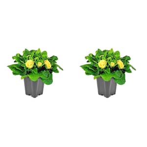 1.0 Qt. Primrose Belarina Perennial Plant with Yellow Flowers - 2-Pack