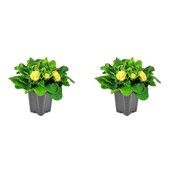 Unbranded 1.0 Qt. Primrose Belarina Perennial Plant with Yellow Flowers - 2-Pack