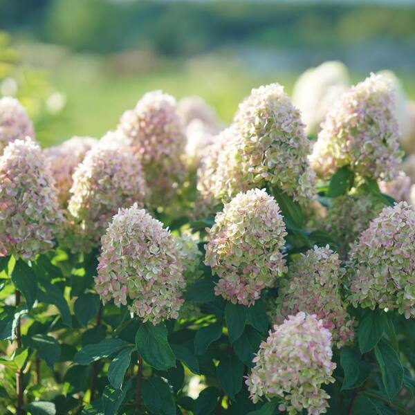 【Hydrangea】 Hydrangea, Bigleaf 'Endless Summer® Bloomstruck™' | Gertens