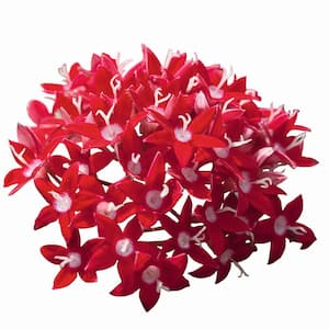 Bright Red Penta Outdoor Flowers in 1 Qt. Grower Pot, Avg. Shipping Height 7 in. Tall (12-Pack)