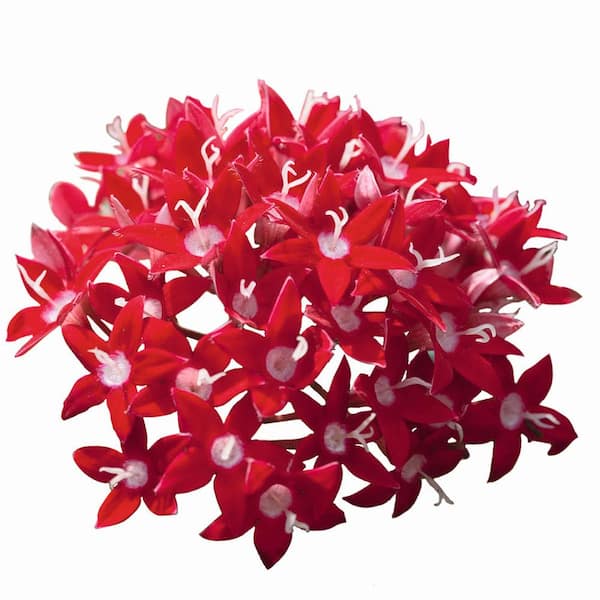 Costa Farms Bright Red Penta Outdoor Flowers in 1 Qt. Grower Pot, Avg. Shipping Height 7 in. Tall (12-Pack)