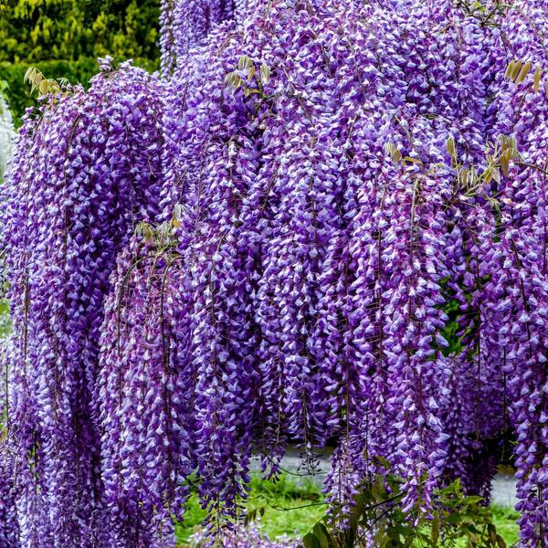 national PLANT NETWORK 1 gal. Wisteria Amethyst Falls Plant with