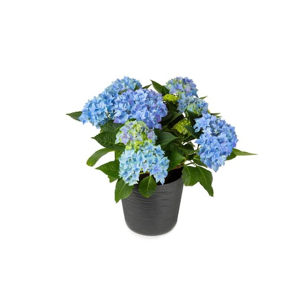 Online Orchards 5 Gal. All Summer Beauty Hydrangea Shrub SBHD511