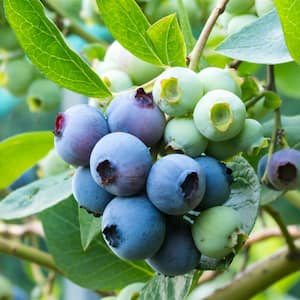 2.5 Gal - Premier Blueberry (Rabbiteye) Bush - Fruit-Bearing Shrub