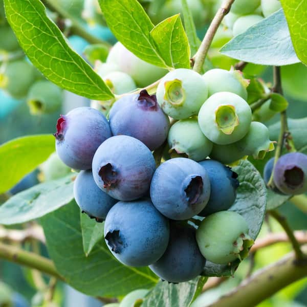 FLOWERWOOD 2.5 Gal - Premier Blueberry (Rabbiteye) Bush - Fruit-Bearing Shrub