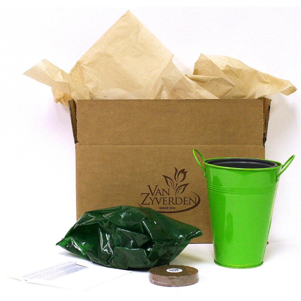Patio Lily of The Valley Kit with Trendy Green Metal Planter