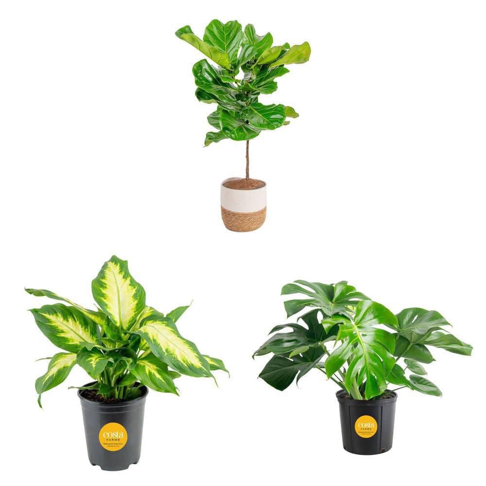 costa-farms-house-plants-