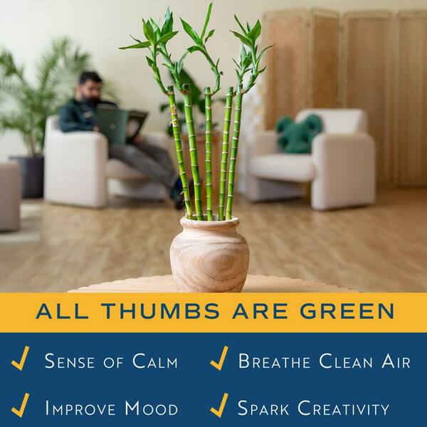 Costa Farms Lucky Bamboo Stalks Indoor Plant, Avg. Shipping Height 10 in. Tall, 10-Pk