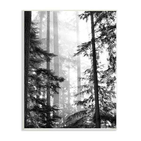 Stupell Industries Forest Light Shining Trees Landscape Photography By Gail Peck Unframed Print Nature Wall Art 13 in. x 19 in.