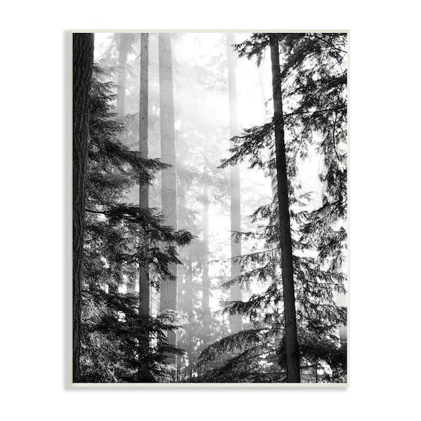 Stupell Industries Forest Light Shining Trees Landscape Photography By Gail Peck Unframed Print Nature Wall Art 10 in. x 15 in.