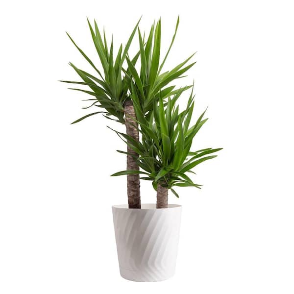 10 in. Yucca Cane 2 Plants in each Pot in Deco Pot