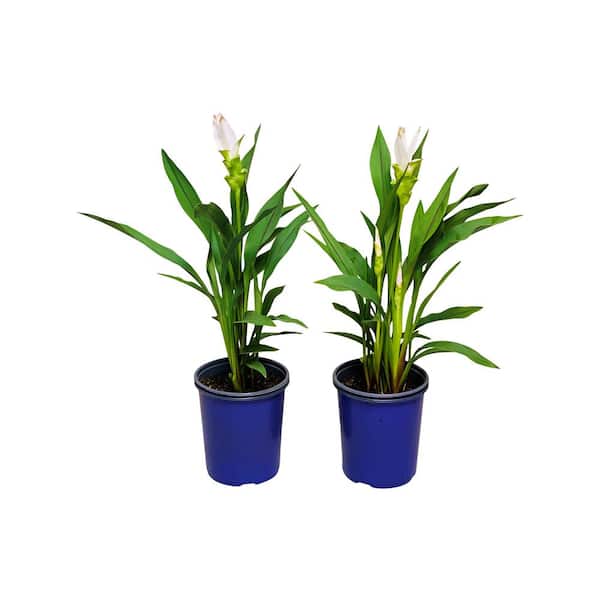 Pure Beauty Farms 2.5 Qt. Curcuma Siam Plant White Flowers in 6.33 In. Grower's Pot (2-Plants)