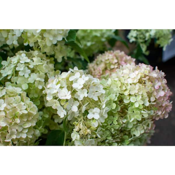 3 Gal. Bobo Hydrangea (Paniculata) Live Flowering Shrub with White to Pink Flowers