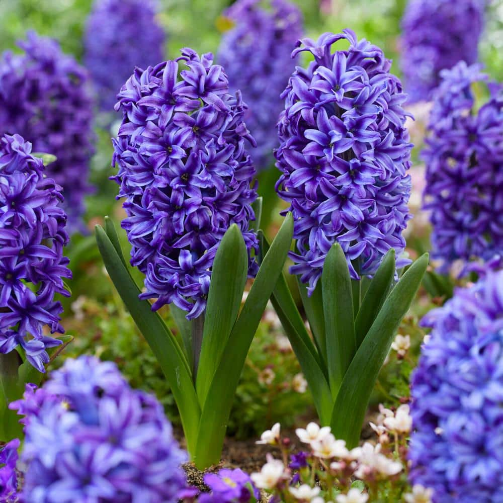 Garden State Bulb 15 cm/16 cm, Blue Jacket Hyacinth Flower Bulbs (Bag ...