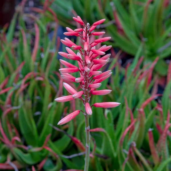 1.5 Gal. Flowering Safari Rose Aloe with Rose-Pink Flowers