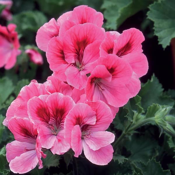 ALTMAN PLANTS 2.6 Qt. #1 Martha Washington Rose and Salmon Geranium Plant