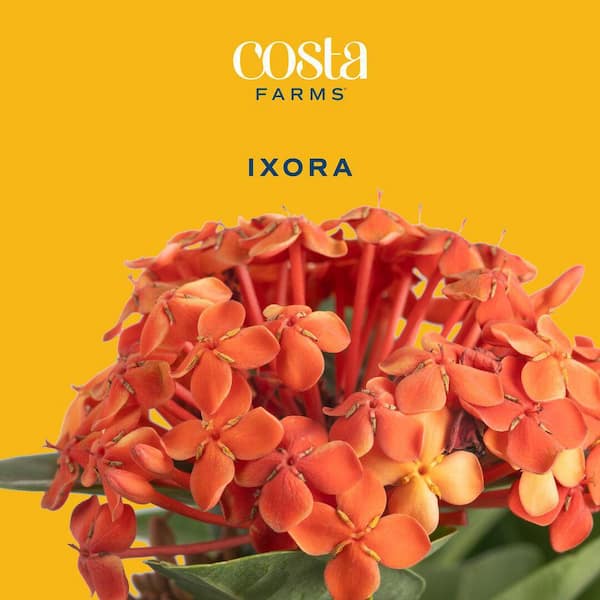 Costa Farms 2 Gal. Blooming Red Ixora Outdoor Plant in Grower Pot