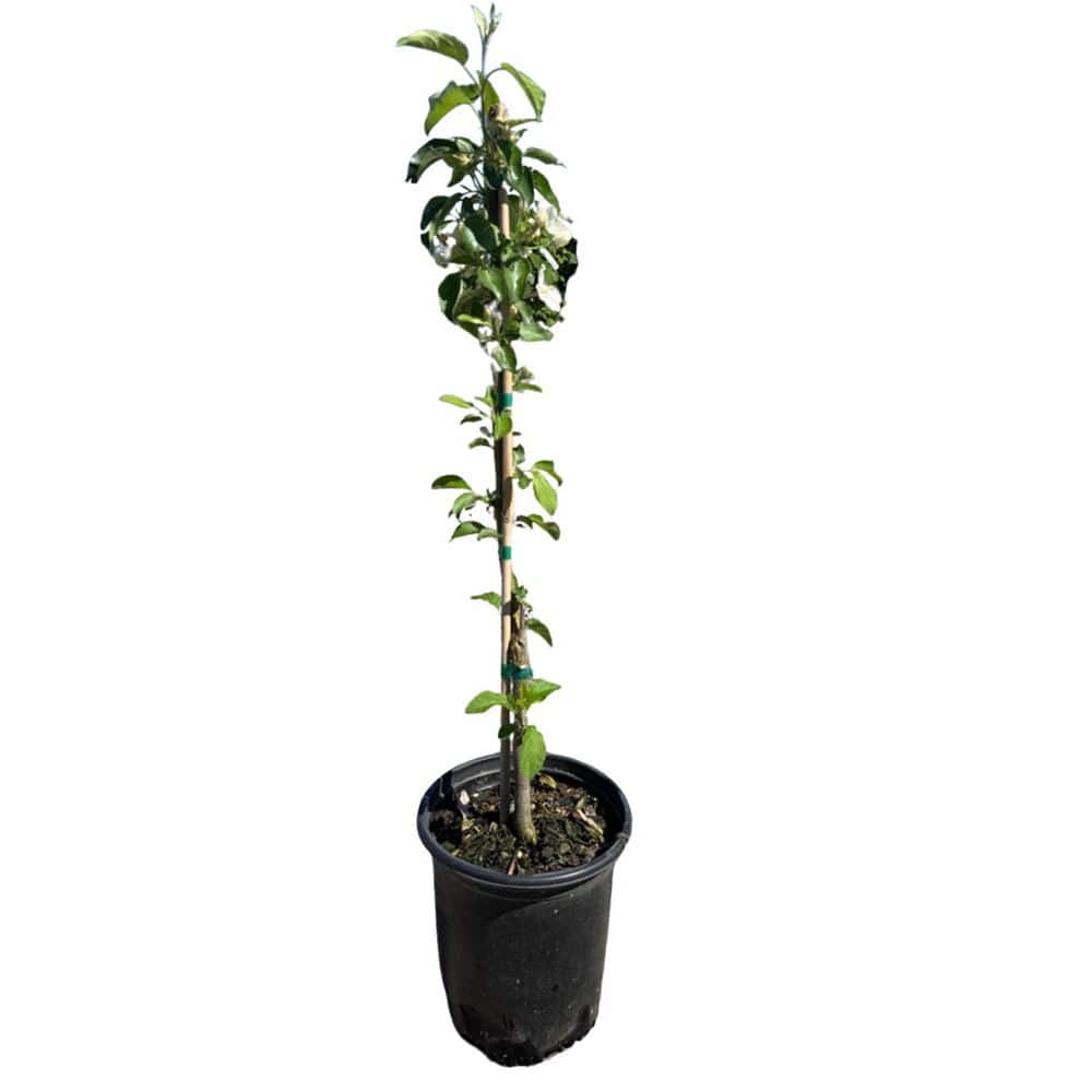 #1 Container EZ PICK Fruit Tree Golden Delicious Apple (Single)