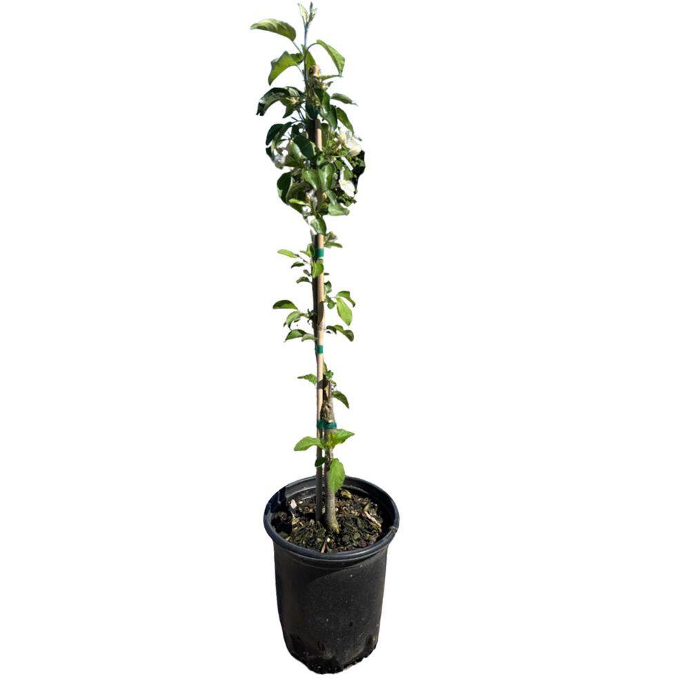 "#1 container EZ PICK Fruit Tree Granny Smith Apple (single)" price history on PriceWatchPro