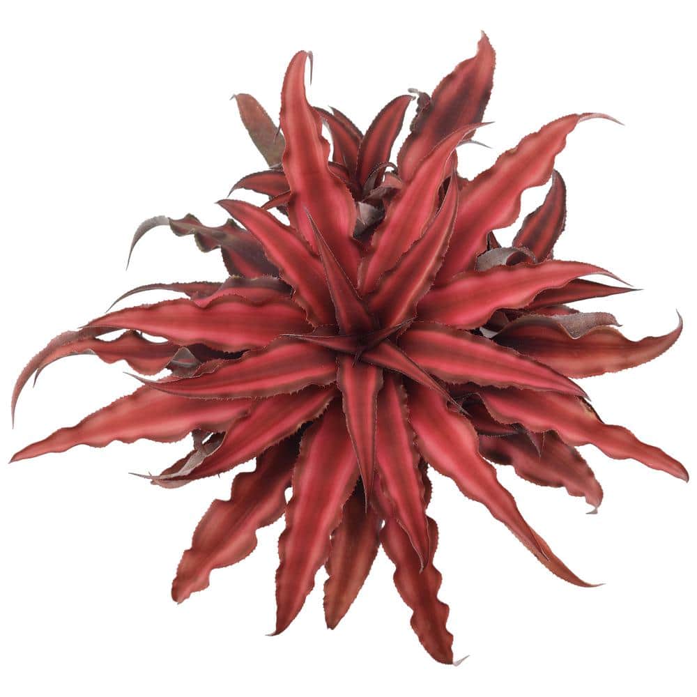 Cryptanthus Red Earth Star Large Indoor Plant in Black Plastic Pot