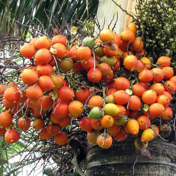 Wekiva Foliage Foxtail Palm-Live Plant in a 3 gal. Growers Pot