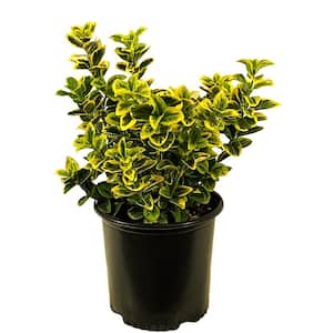 2.25 Gal. Golden Euonymus Live Shrub with Yellow-Green Marbled Foliage