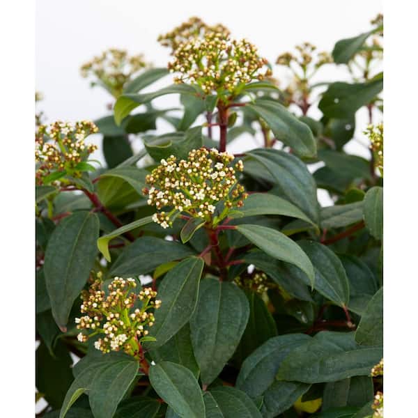national PLANT NETWORK 2.25 gal. Viburnum Moonlit Lace Shrub with White Flowers