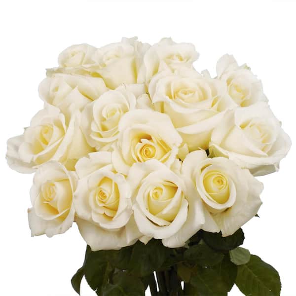 Globalrose Fresh White Roses Valentine's Day Flowers (100 Stems)