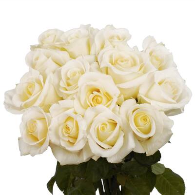 Globalrose Fresh White Roses Valentine's Day Flowers (100 Stems)-100 ...