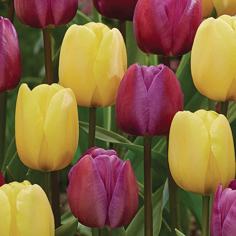 van-zyverden-flower-bulbs-