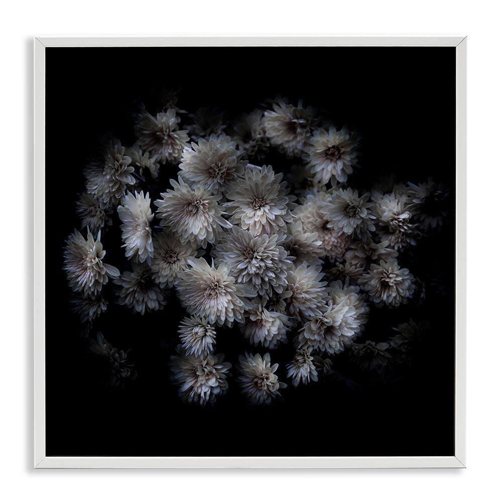 Mum Bundle on Black by Brian Carson White Framed Nature Giclee Art Print 24 in. x 24 in. price history on PriceWatchPro