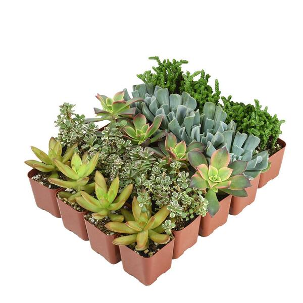 SMART PLANET 2 in. Assorted Mini Succulent (20-Pack) 0881145 - The Home  Depot