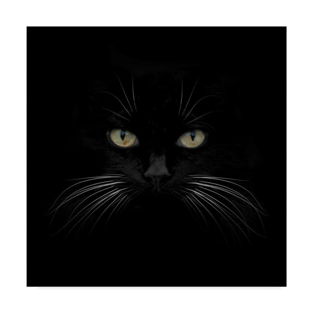 Black Cat Centered Framed Canvas Print 35" x 35"