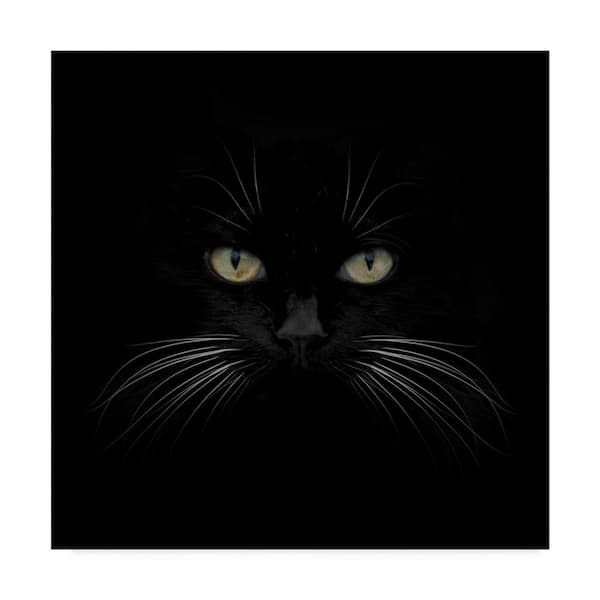 Trademark Fine Art Lori Hutchison 'Black Cat Centered' Canvas Unframed Photography Wall Art 35 in. x 35 in