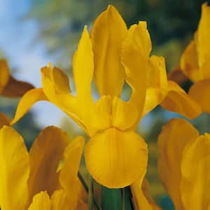 Dutch Iris Golden Beauty (Set of 25 Bulbs)
