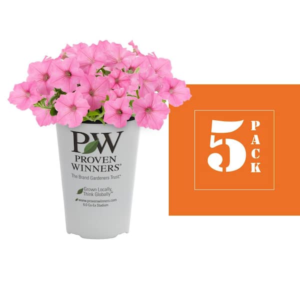METROLINA GREENHOUSES 1.5 Pt. Proven Winners Supertunia Vista