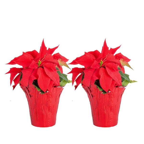 Costa Farms Fresh Red Indoor Poinsettia in 1 Pt. Red Pot Cover, Avg. Shipping Height 10 in. Tall (2-Pack)