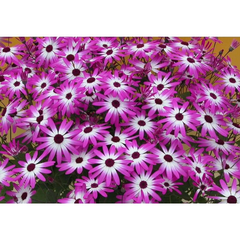 2.5 QT. Annual Pericallis Senetti Magenta Bicolor (2-Pack)