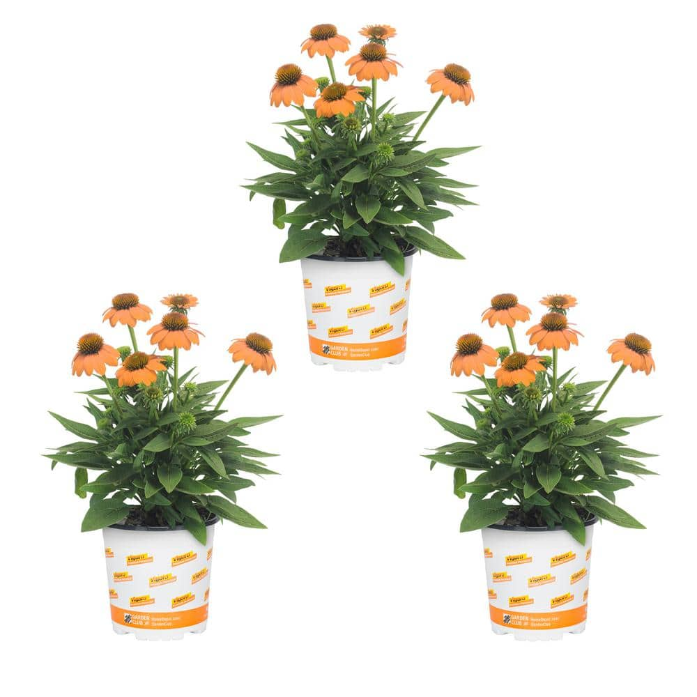 Vigoro 2 Qt. Artisan Soft Orange Cone Flower Echinacea Perennial Plant ...