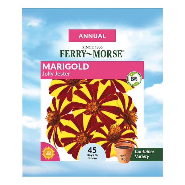 Ferry-Morse Marigold Jolly Jester Flower Seed