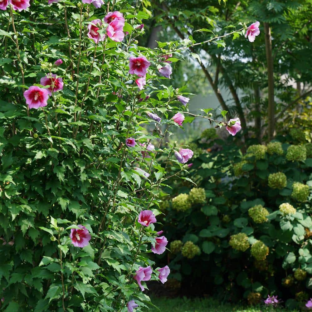 Purple Pillar Hibiscus Shrub with Lush Green Foliage