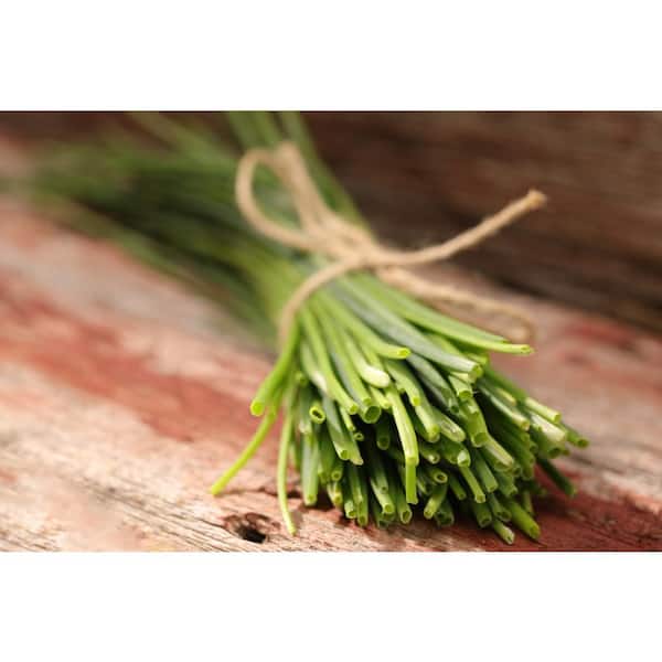 4.25 in. Eco+Grande Garlic Chives (Allium schoenoprasum) Live Herb Plant (4-Pack)