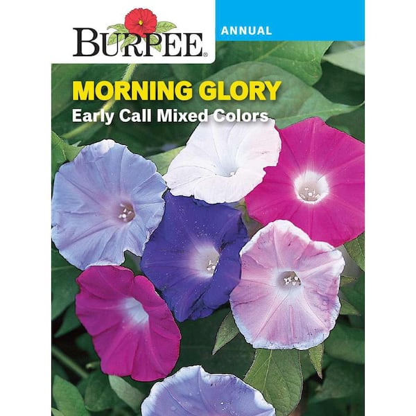 Burpee Morning Glory Early Call Mixed Colors Flower Seed