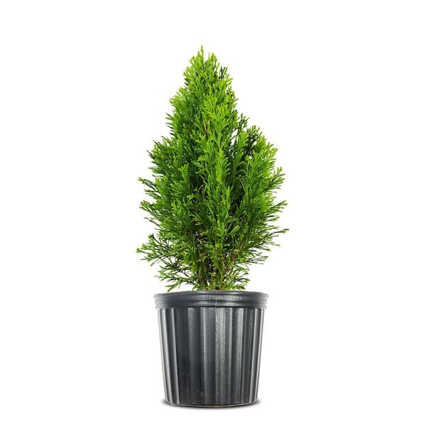 Perfect Plants Emerald Green Arborvitae Tree in 1 Gal. Grower's Pot, Privacy 4-Pack