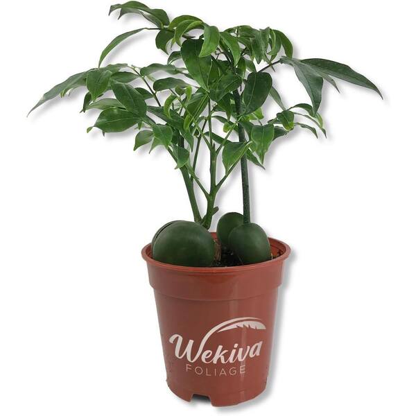 Wekiva Foliage Lucky Bean Plant-Live Plant in a 4 Inch Pot-Castanospermum australe-Beautiful Ornamental Bonsai Interior Tree