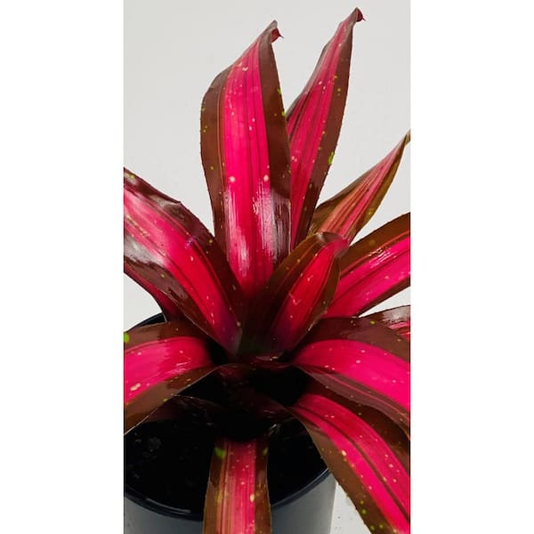 1.5 Qt. Bromeliad Neoregelia Plant Pimiento in 6 In. Grower's Pot